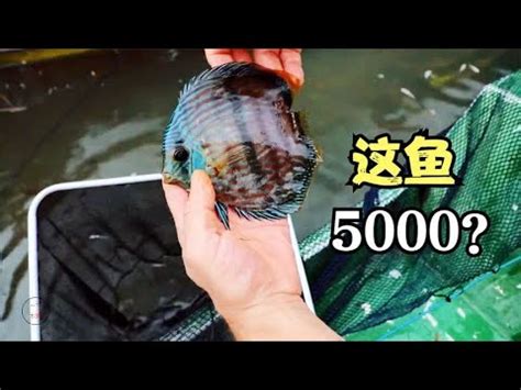 盤麗魚